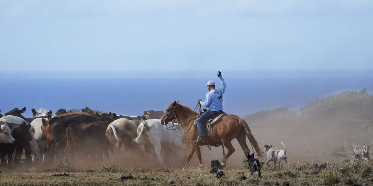 Paniolo Grant Galimba redirects cattle on the weekly journey from pasture to corral on Kuahiwi Ranch in Nāʻālehu.