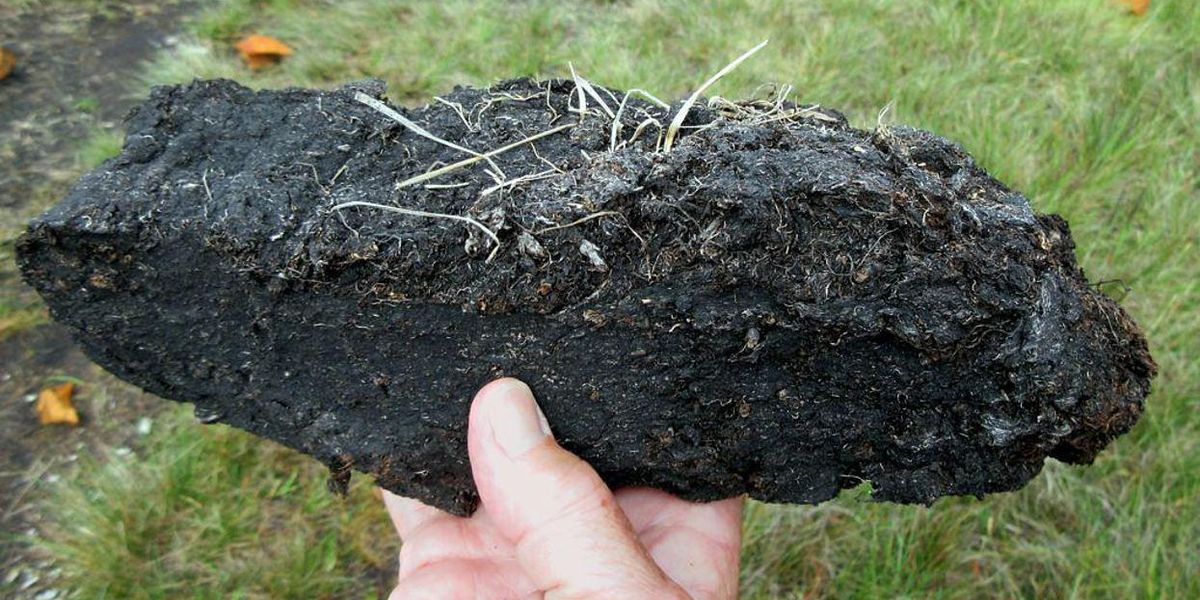 Peat carbon climate change 