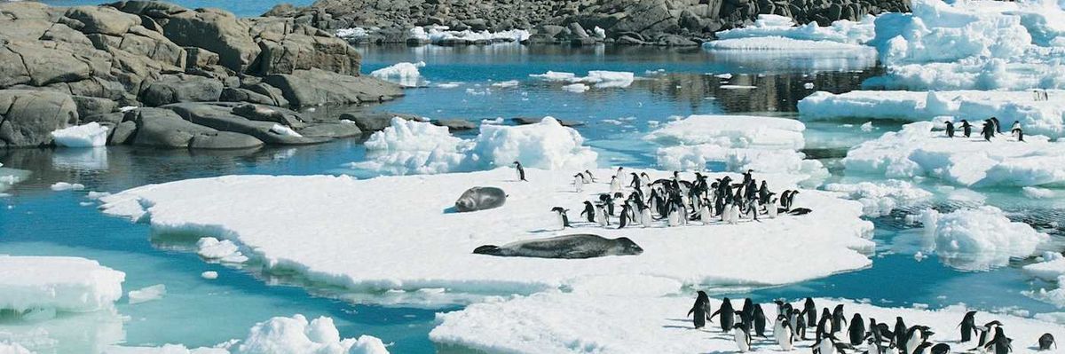 Penguins gather on Antarctic ice floes against a rocky coast