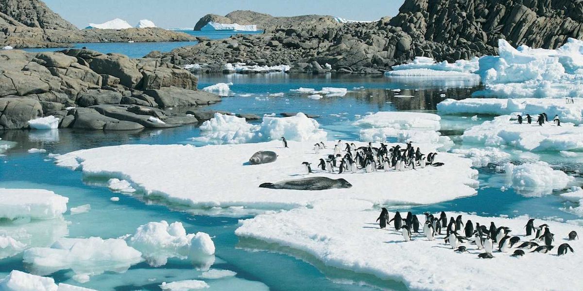 Penguins gather on Antarctic ice floes against a rocky coast