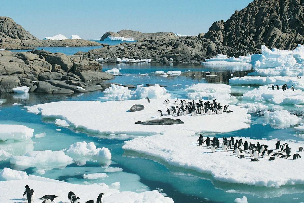 Penguins gather on Antarctic ice floes against a rocky coast