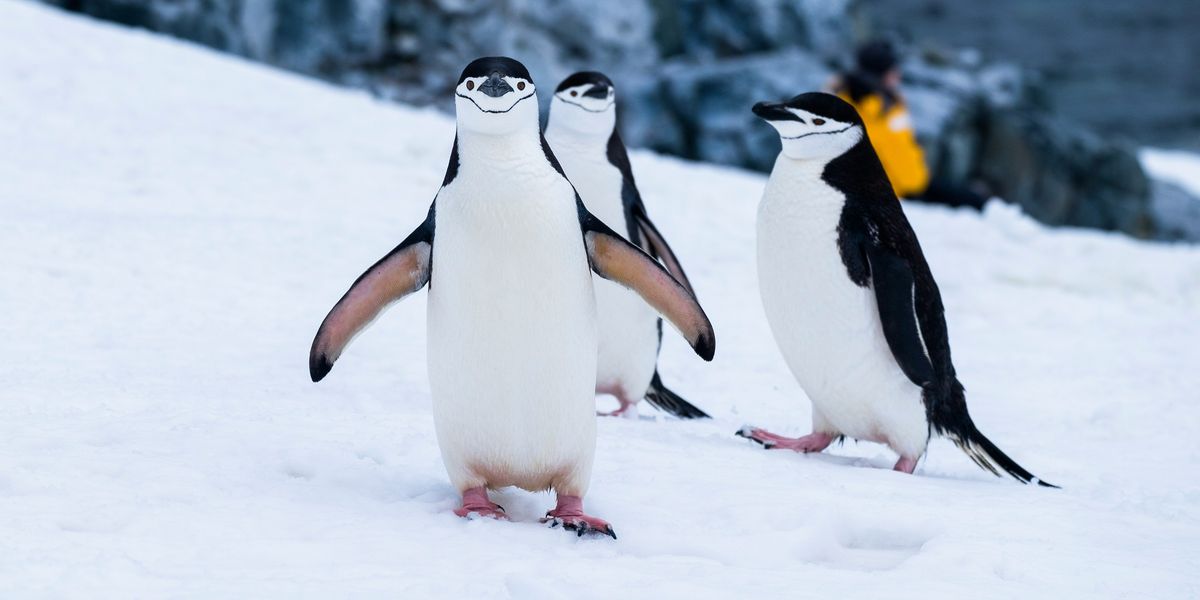 penguins on snow covered fields during daytime.