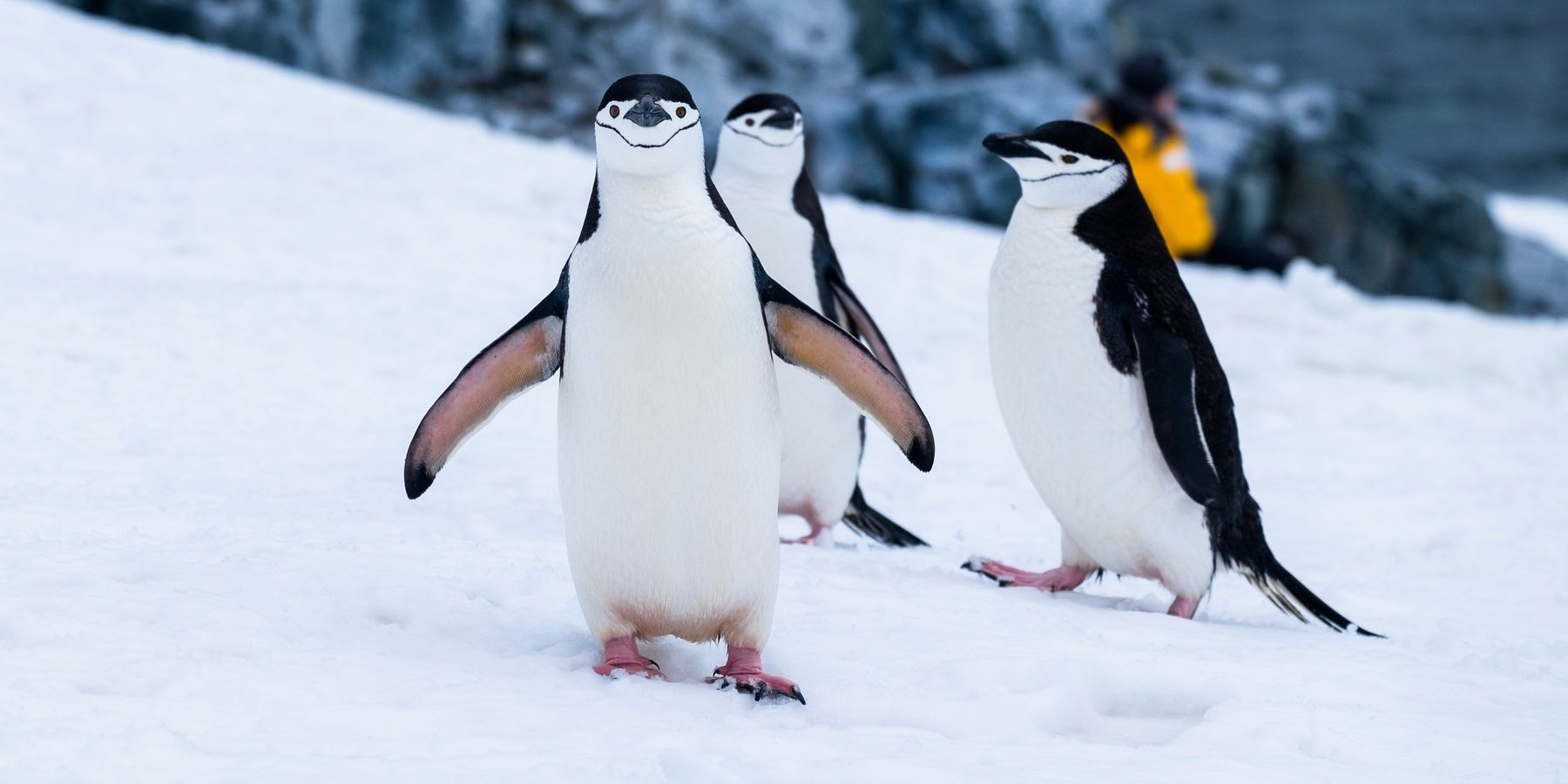 penguins on snow covered fields during daytime.