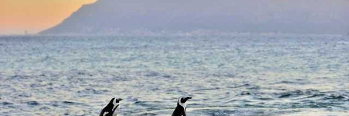 Penguins standing on a rock with the sunset and hills in the background