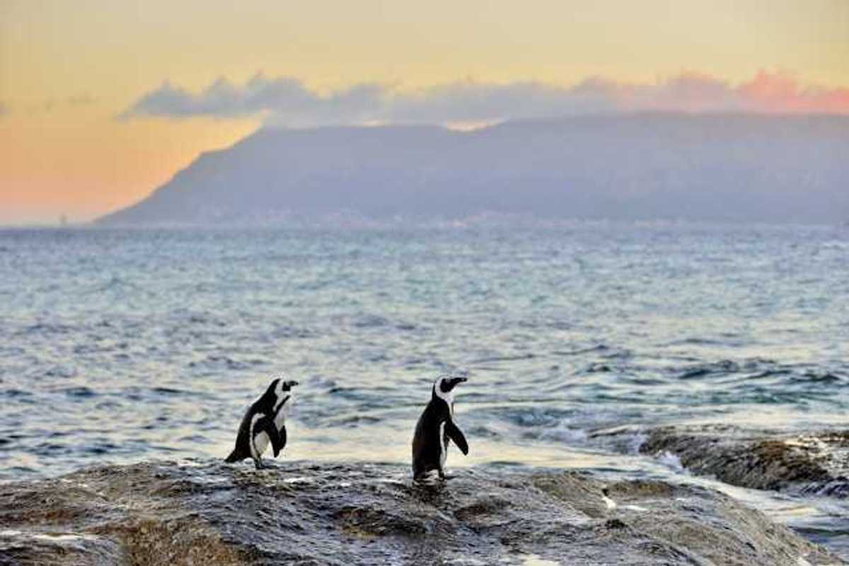 Penguins standing on a rock with the sunset and hills in the background