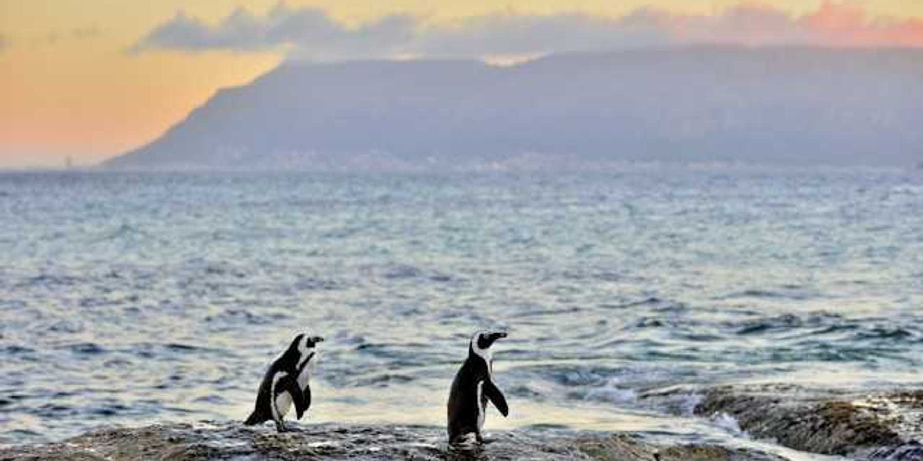 Penguins standing on a rock with the sunset and hills in the background