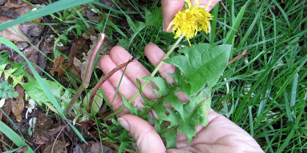 person holding a wilted dandelion
