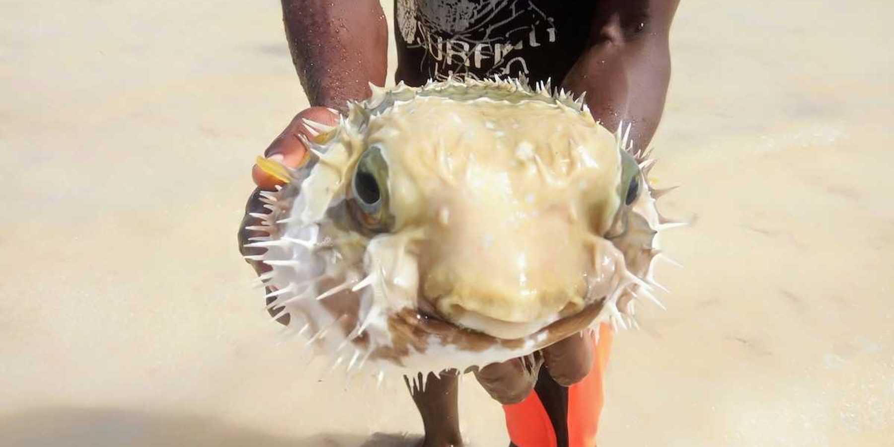 Person holding and displaying a puffer fish to the camera