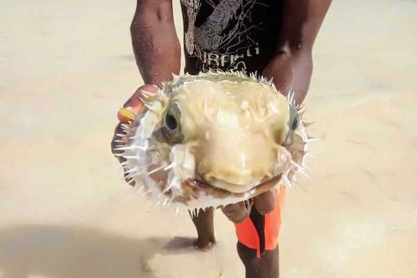 Person holding and displaying a puffer fish to the camera