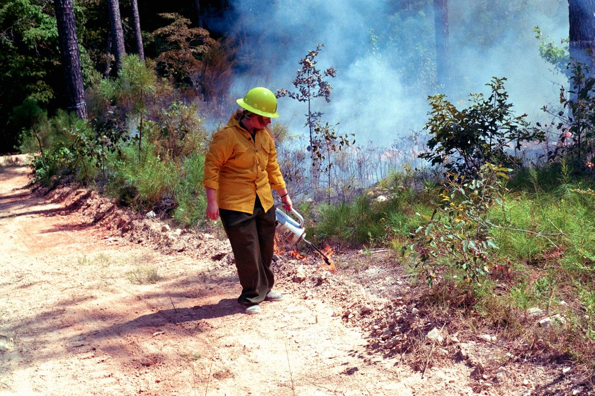 Person in yellow shirt starts controlled forest fire