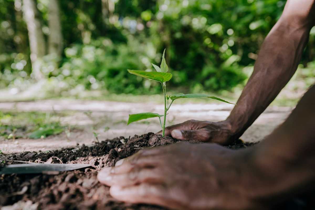 Person mounding soil around a freshly-planted tree seedling