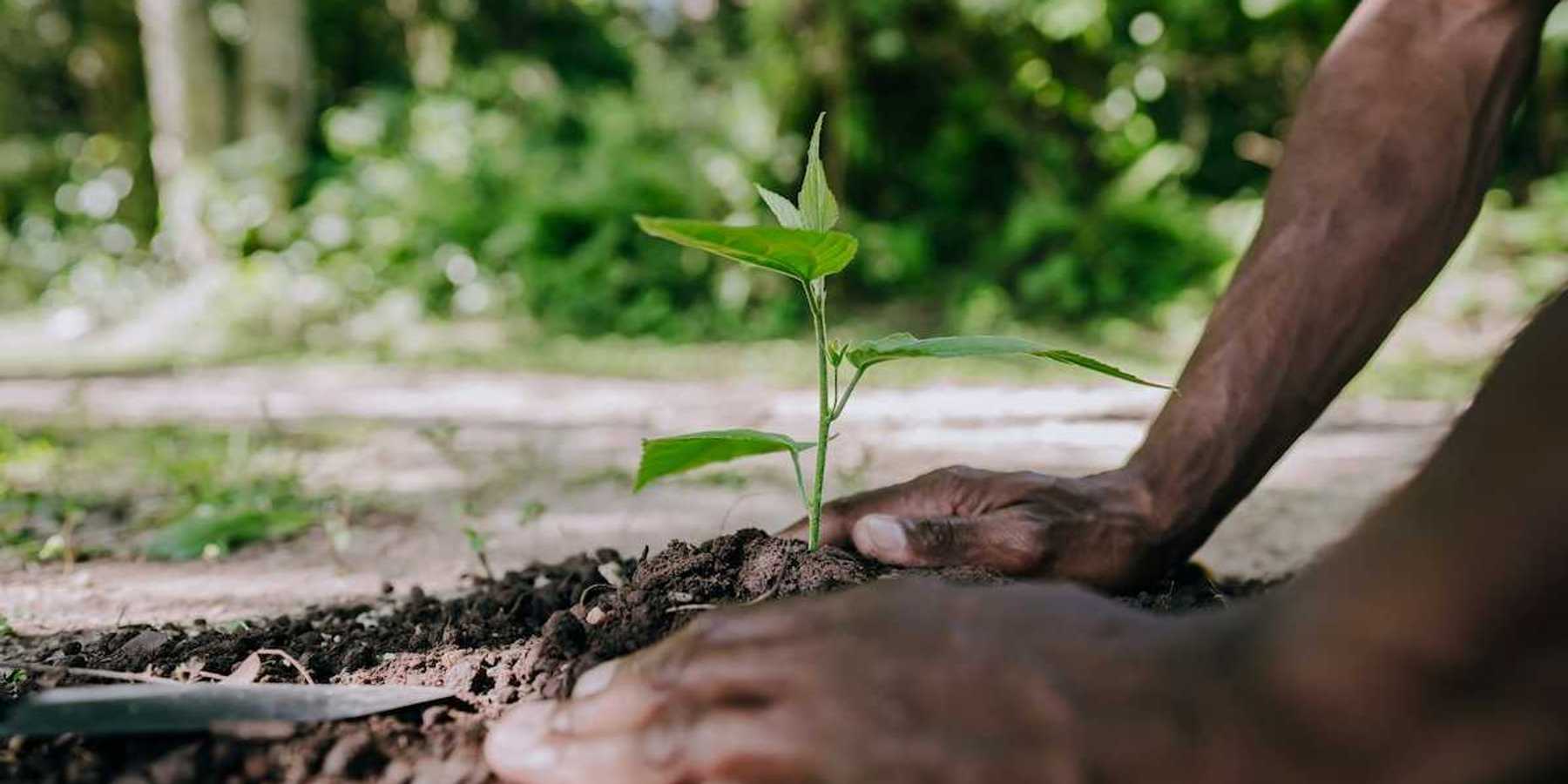Person mounding soil around a freshly planted tree seedling
