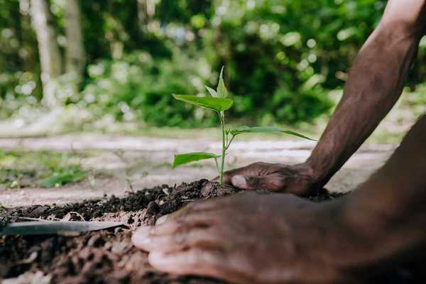 Person mounding soil around a freshly-planted tree seedling