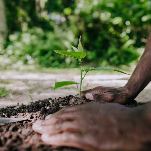 Person mounding soil around a freshly-planted tree seedling
