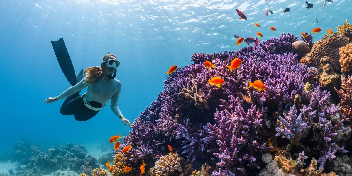 person scuba diving near a colorful coral reef and fish