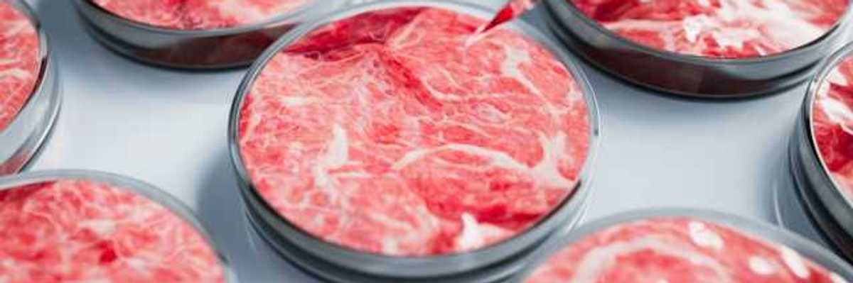 Petri dishes with meat in them