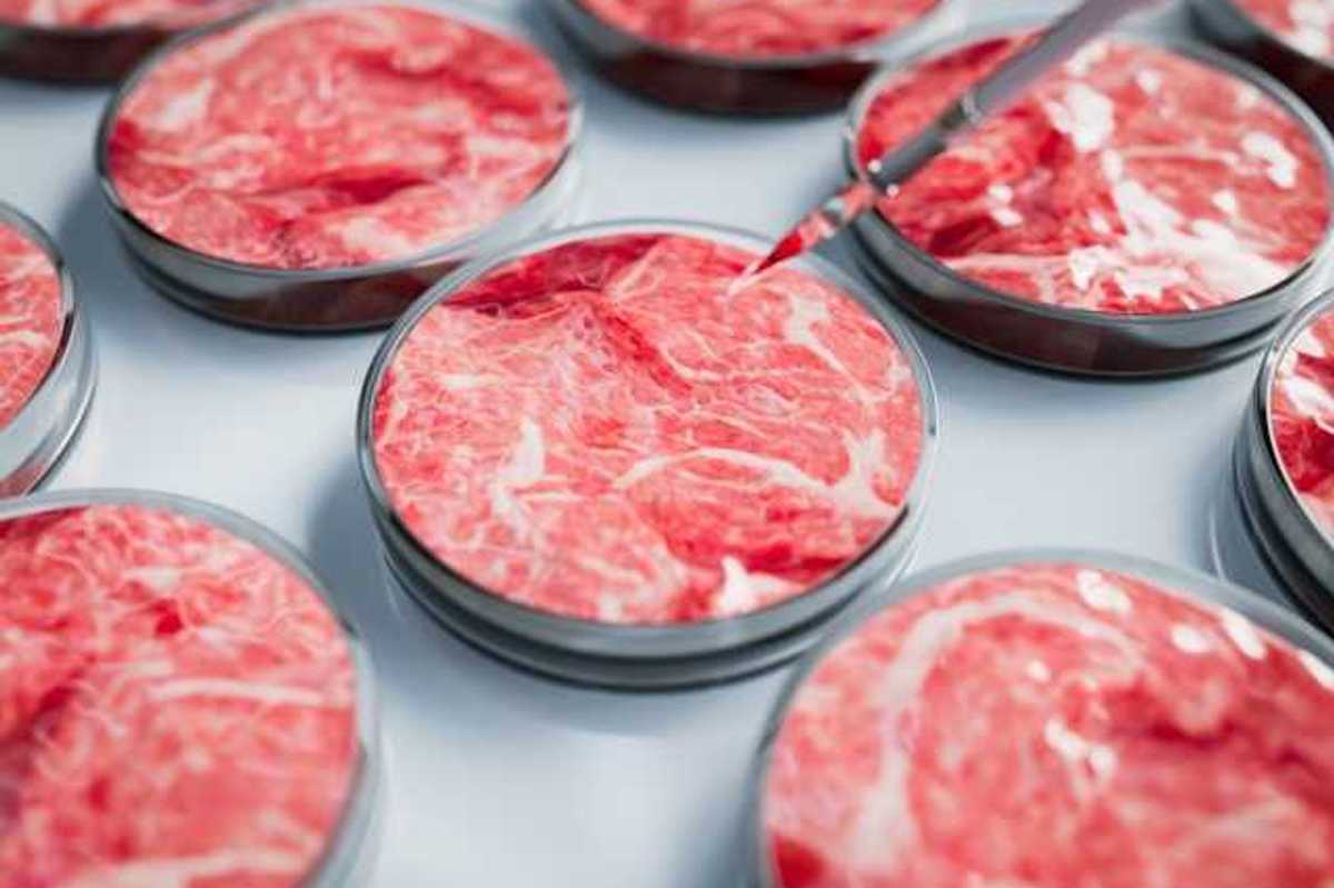 Petri dishes with meat in them