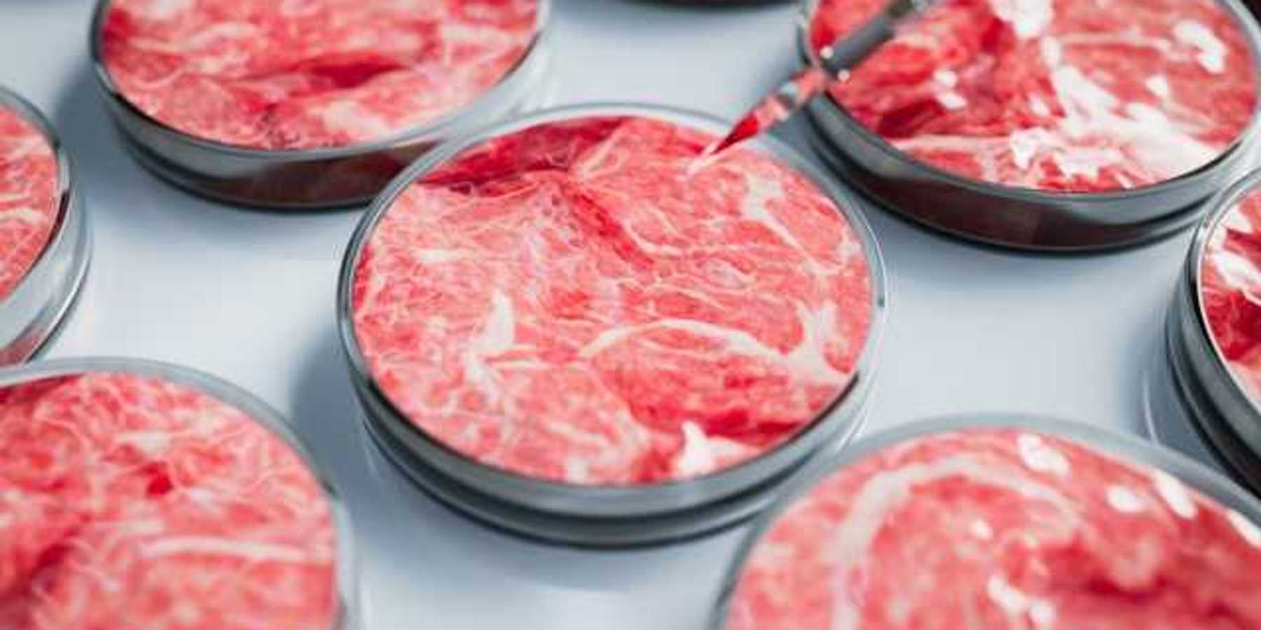 Petri dishes with meat in them