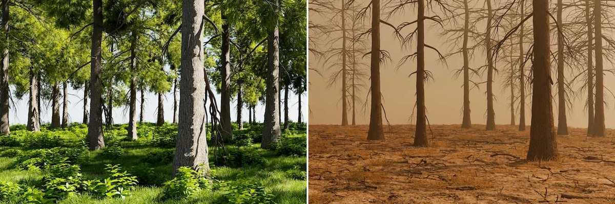 Photo of healthy green forest juxtaposed with photo of dead brown forest