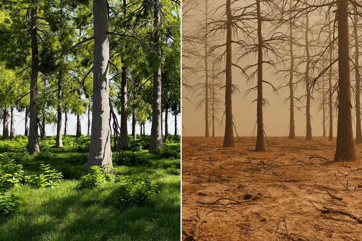 Photo of healthy green forest juxtaposed with photo of dead brown forest