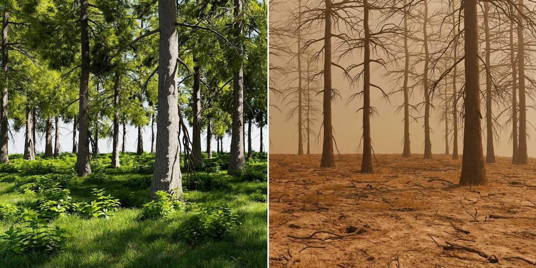Photo of healthy green forest juxtaposed with photo of dead brown forest