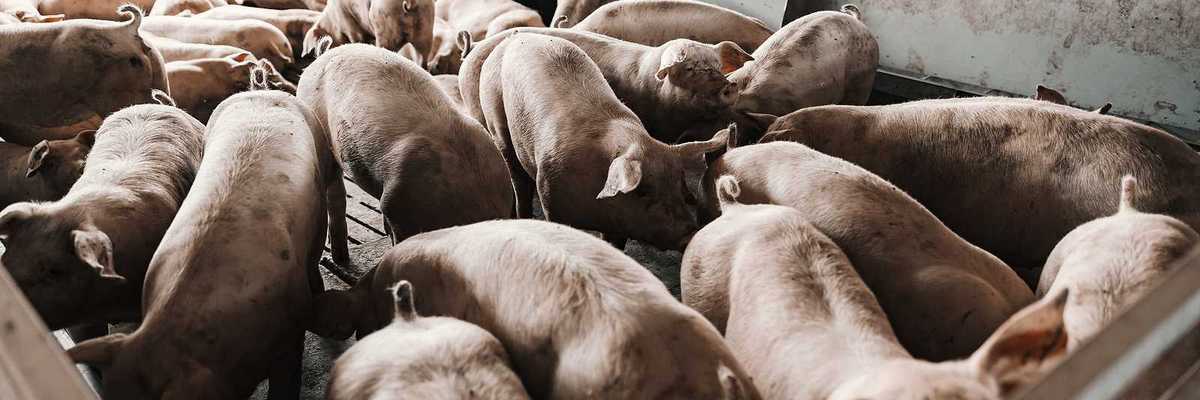 Pigs at a commercial hog farm are eating and sniffing in pens.
