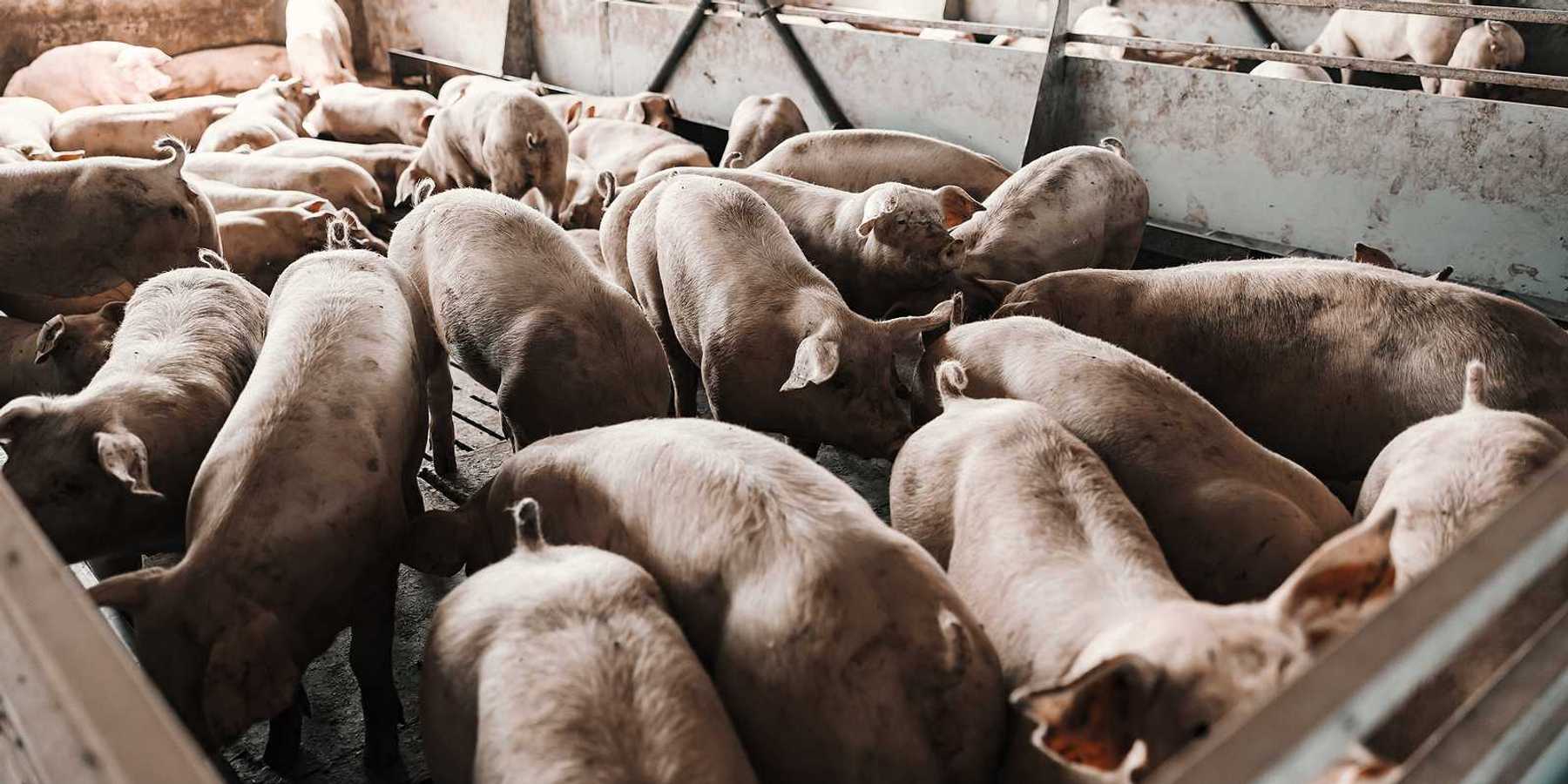 Pigs at a commercial hog farm are eating and sniffing in pens.