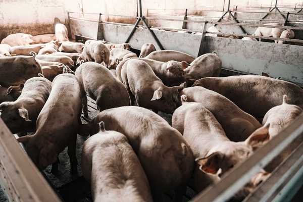 Pigs at a commercial hog farm are eating and sniffing in pens.