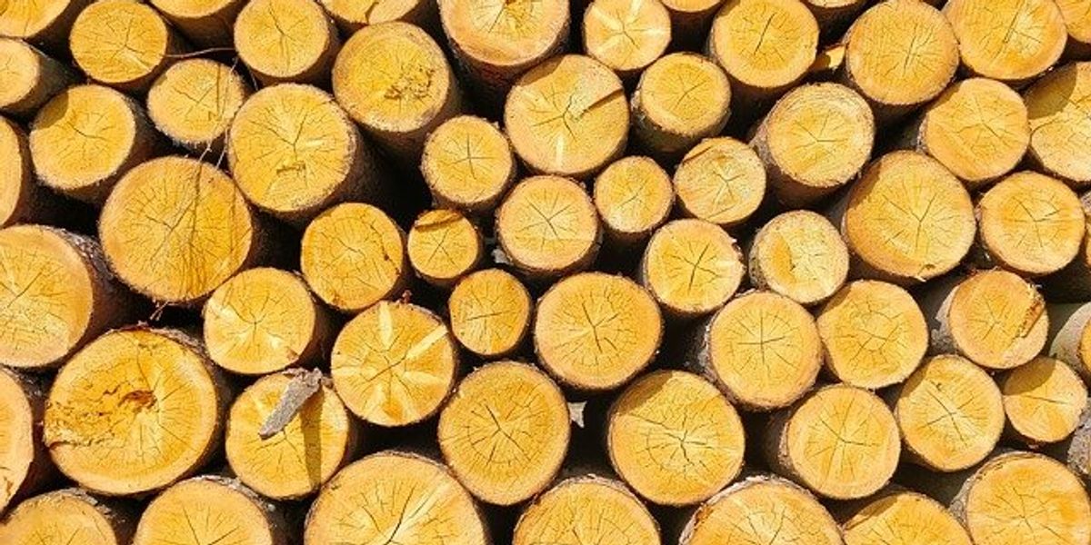 Pile of cut logs, viewed from the ends