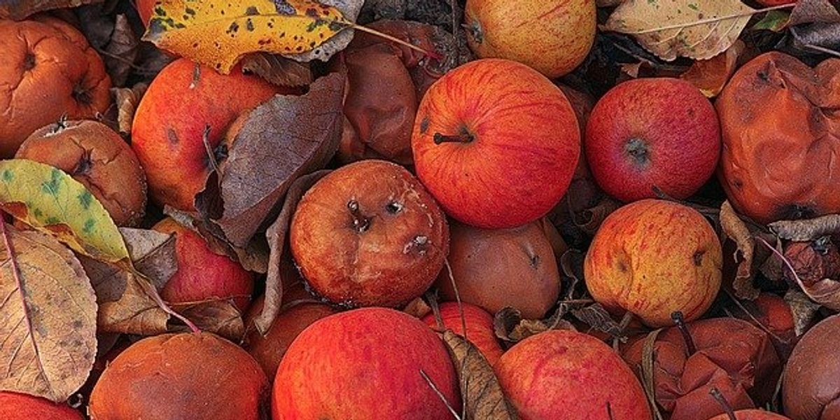 Pile of rotten red apples.