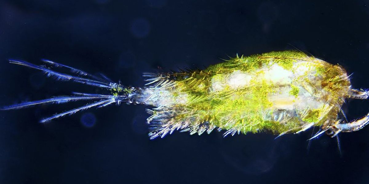 Plankton on a dark background.