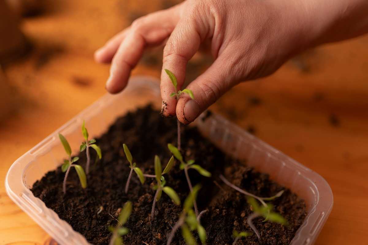 plant seedlings sprouting in a plastic container
