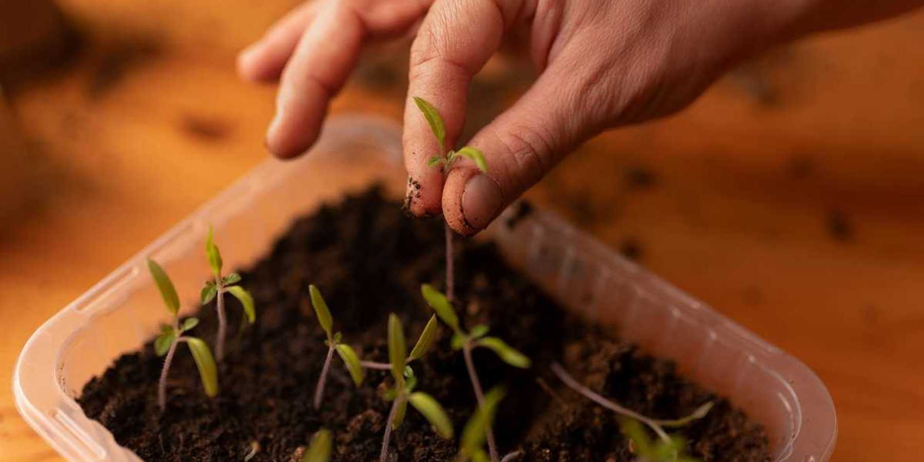 plant seedlings sprouting in a plastic container