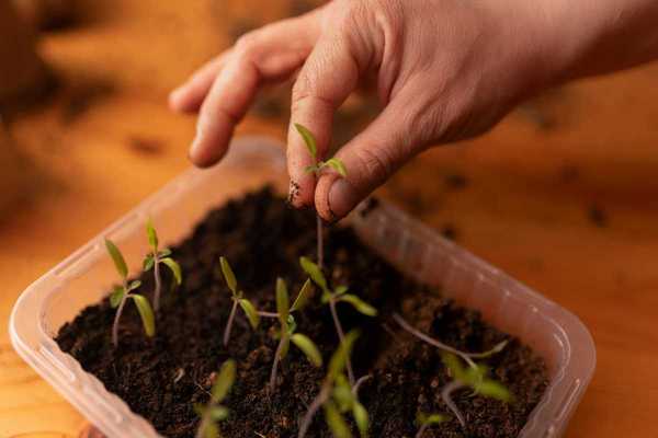 plant seedlings sprouting in a plastic container