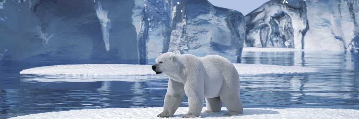 Polar bear on an Arctic ice floe