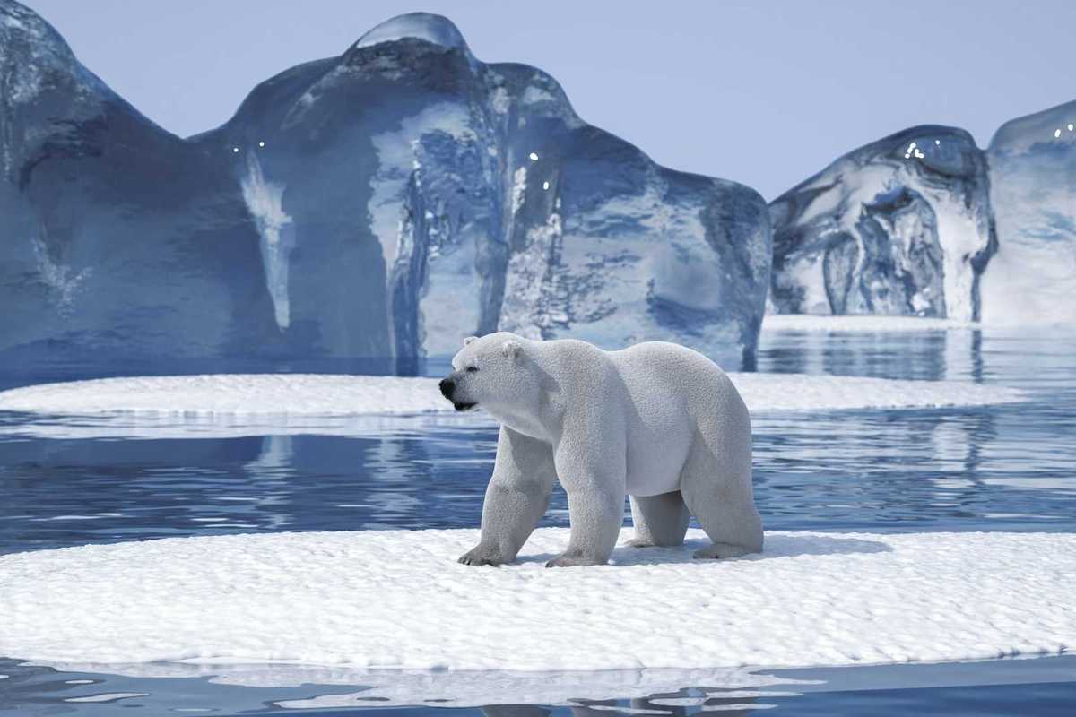 Polar bear on an Arctic ice floe
