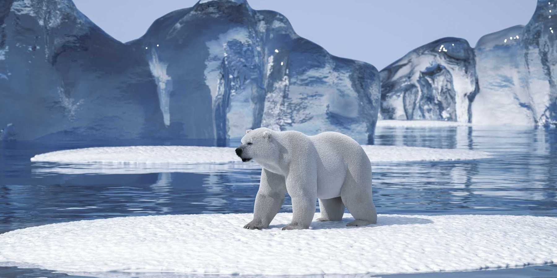 Polar bear on an Arctic ice floe