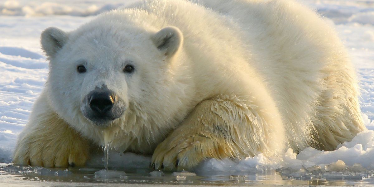 Polar Bear on sea ice next to water