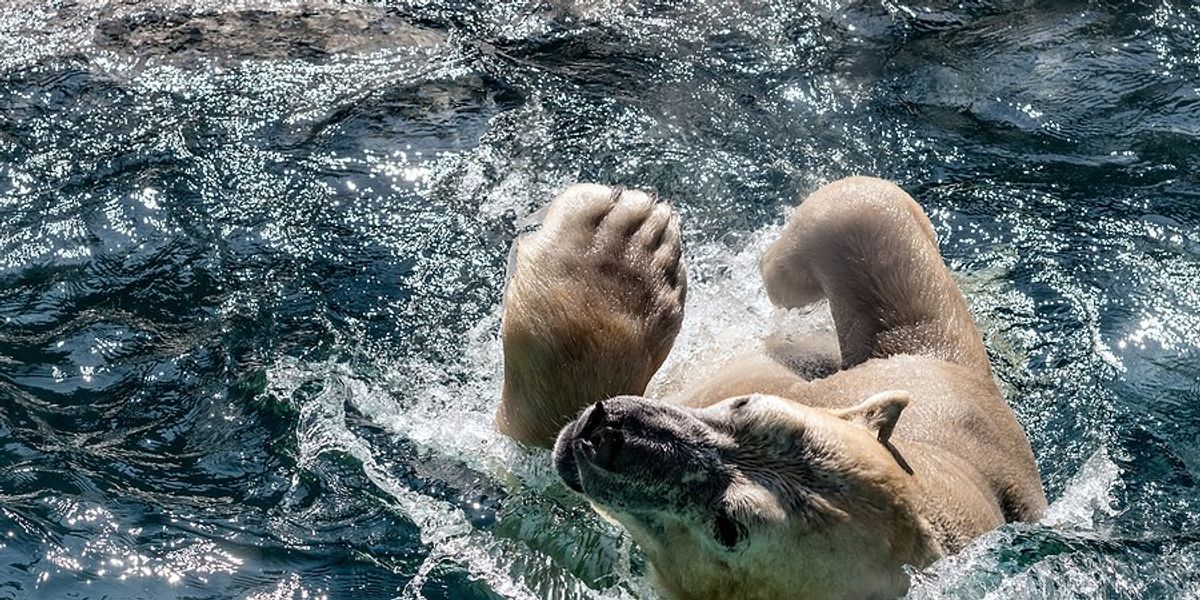 Polar bear playing in the water on a sunny day.