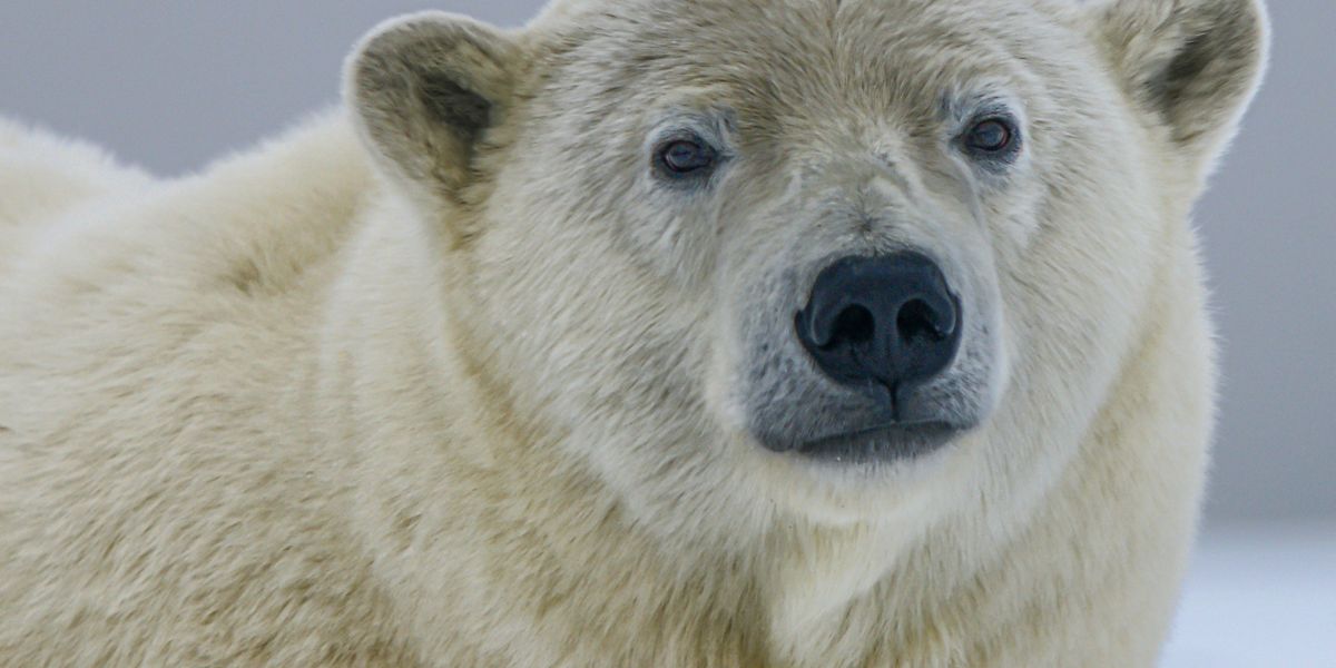 polar bear