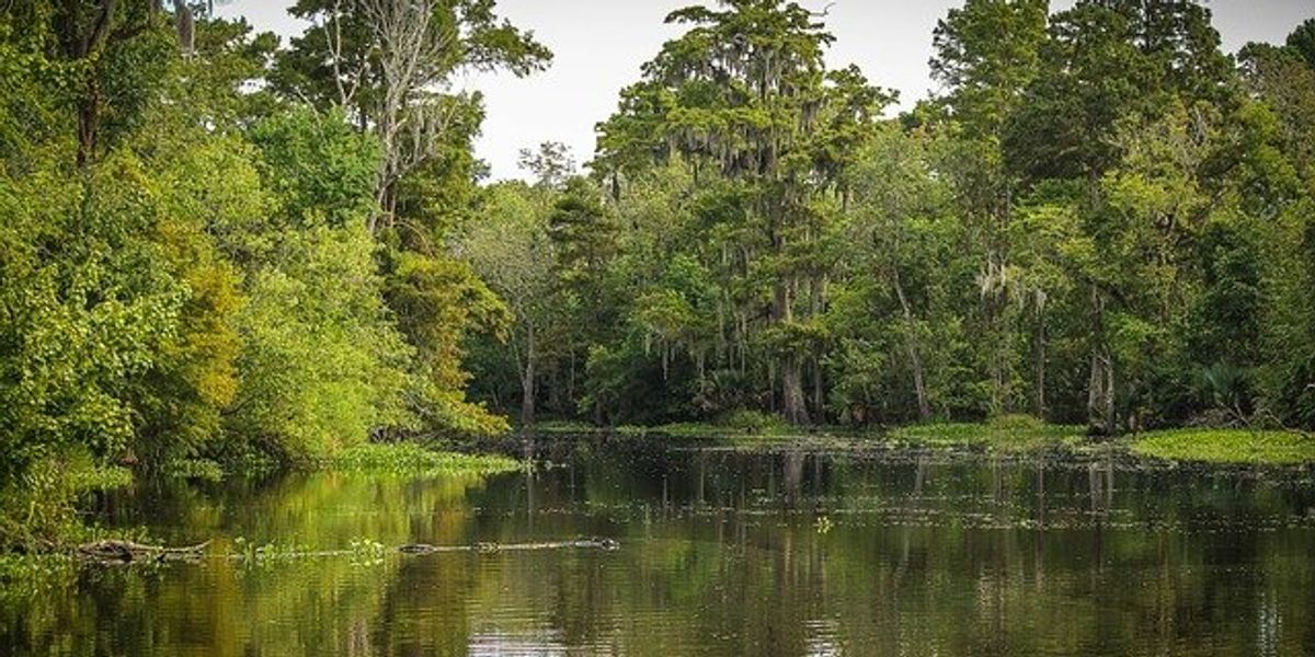 pond with trees around it