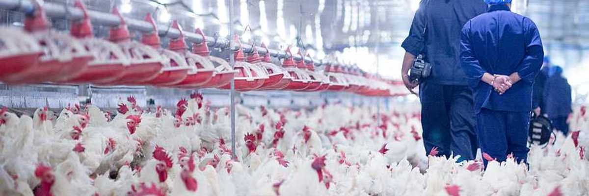Poultry farm with broiler breeder chickens. Blue-suited people walking through an indoor confinement area surrounded by intensely crowded white chickens.
