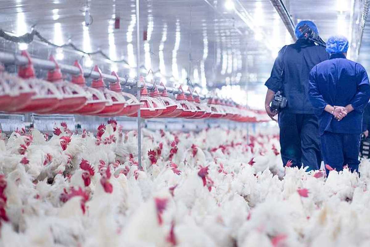 Poultry farm with broiler breeder chickens. Blue-suited people walking through an indoor confinement area surrounded by intensely crowded white chickens.