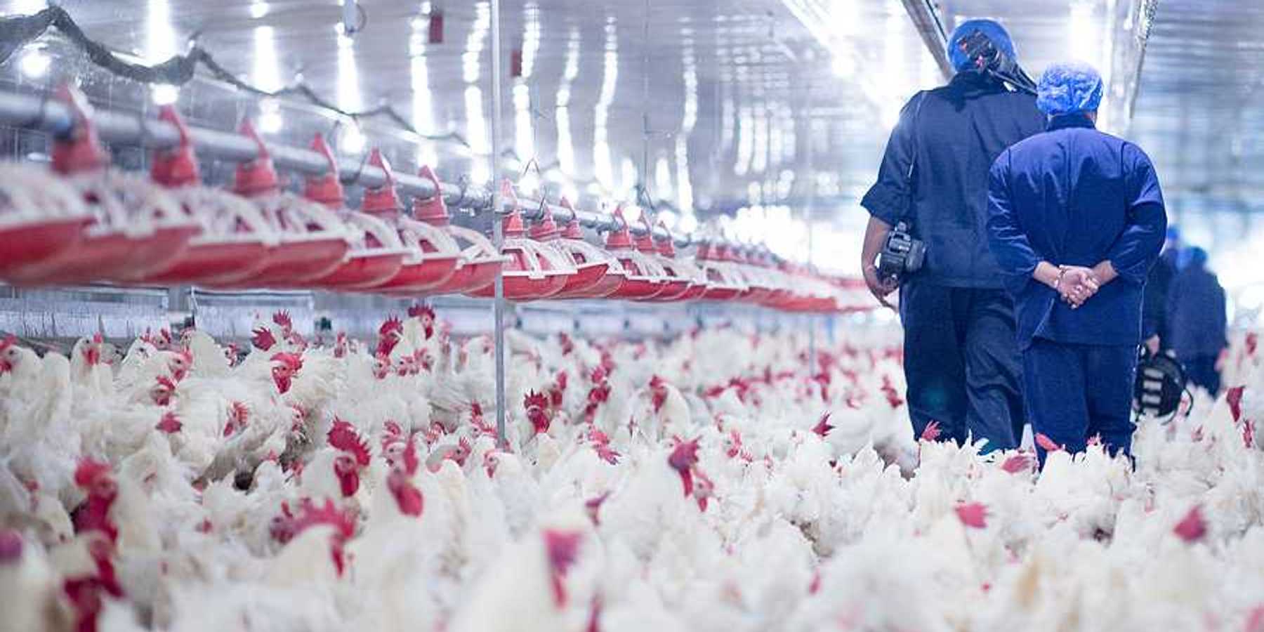 Poultry farm with broiler breeder chickens. Blue-suited people walking through an indoor confinement area surrounded by intensely crowded white chickens.