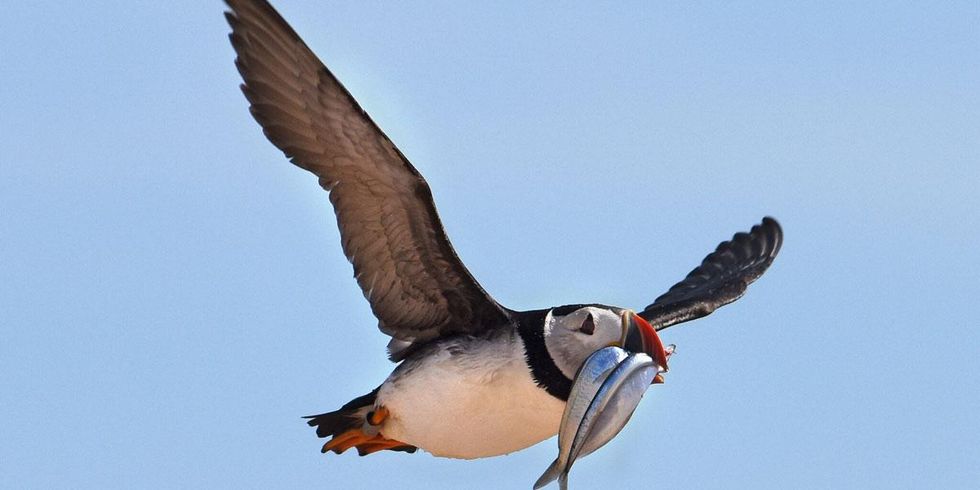 Puffin butterfish chicks recovery