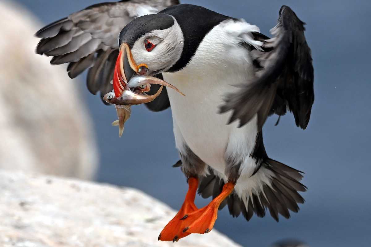 Puffin carrying squid and haddock.