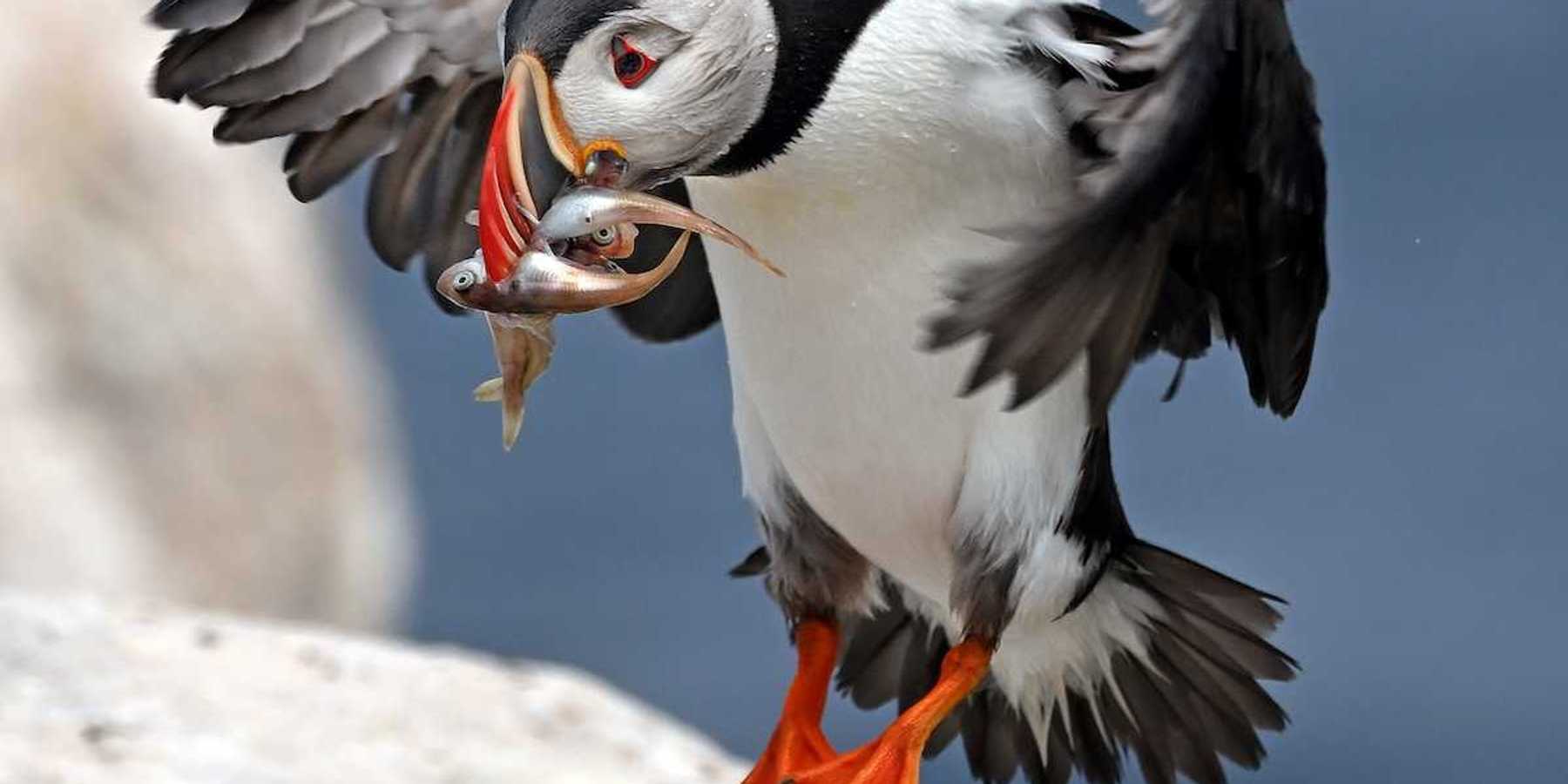Puffin carrying squid and haddock.
