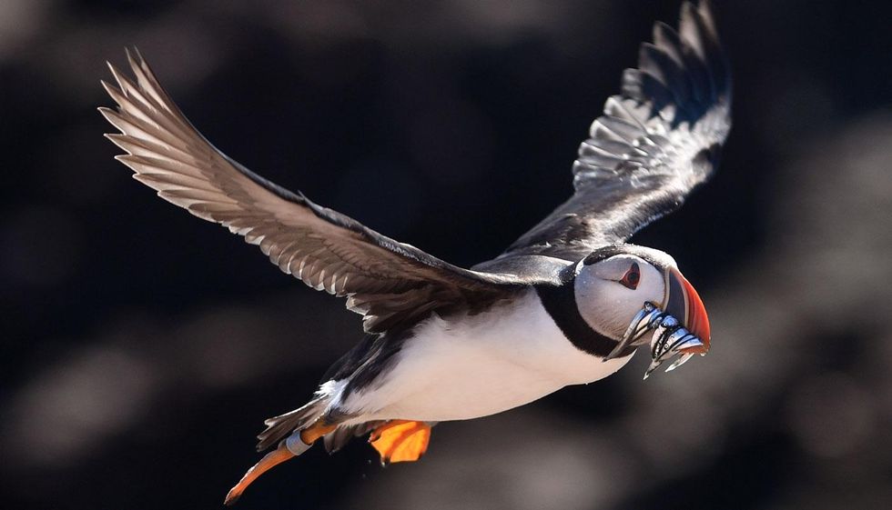 puffin chick recovery