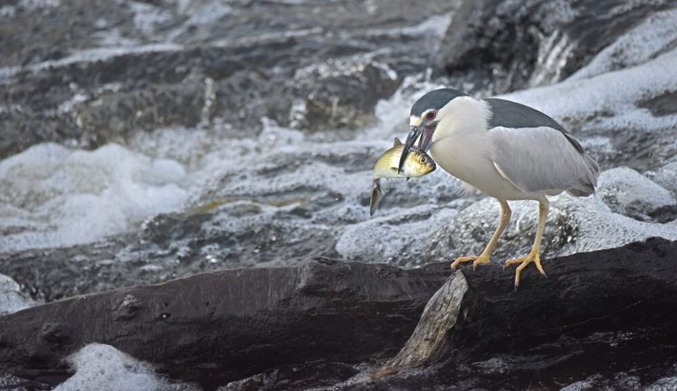 puffin climate change