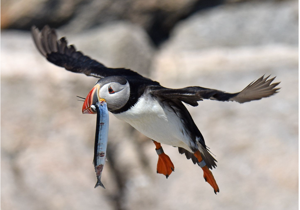 Puffin climate change